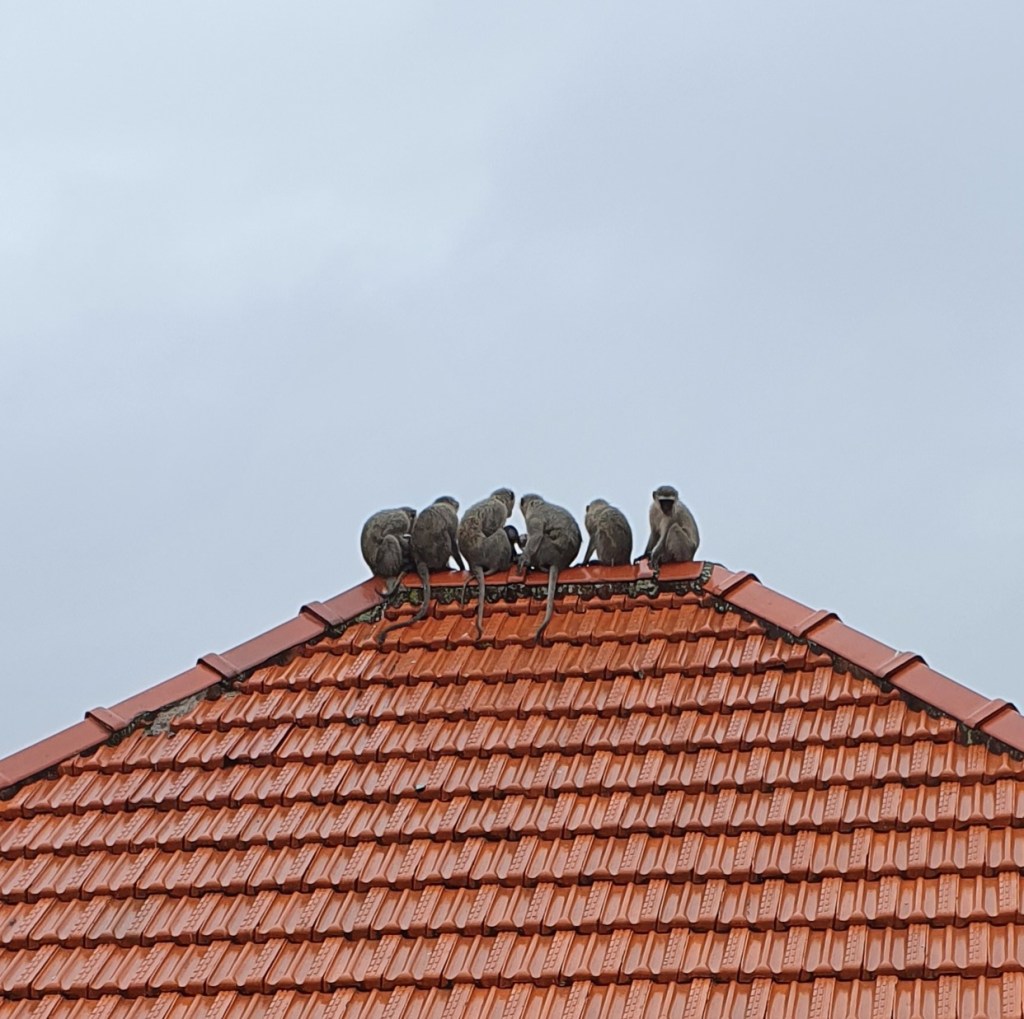 Photograph: Vervet monkeys sitting on a tiled roof in light rain.